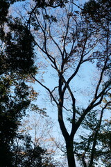 tree and sky