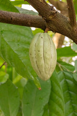 Cocoa fruit on the tree
