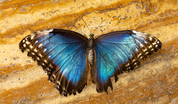 Sky butterfly on a branch