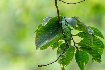 Rwenzori Plate-nosed Chameleon (Kinyongia xenorhina) hängt in den Blättern eines hohen Baumes
