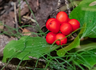 Creeping Dogwood also Called Bunchberry Red Native Plant Fruit