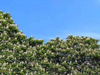 Fototapeta na wymiar White flowering horse chestnut trees in the spring park 