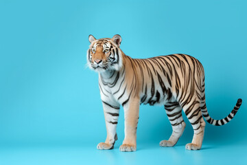 Obraz premium a tiger, cute, scary, isolated on pastel blue background, with copy space for text