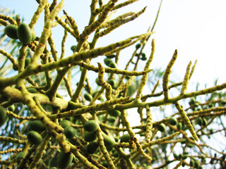 Berries on leafless stems of the plant