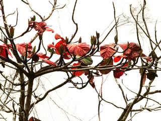 Closeup of colorful leaf on the plant
