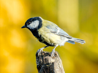 Obraz premium Coal tit - Koolsmees - Parus major