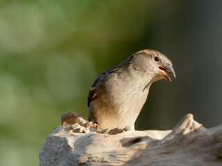House sparrow - Huismus - Passer domesticus
