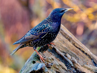 Starling - Spreeuw - Sturnus vulgaris