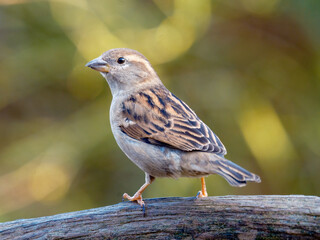 House sparrow - Huismus - Passer domesticus