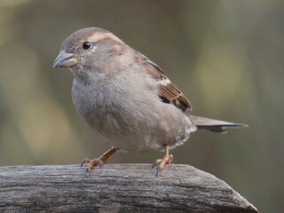 House sparrow - Huismus - Passer domesticus