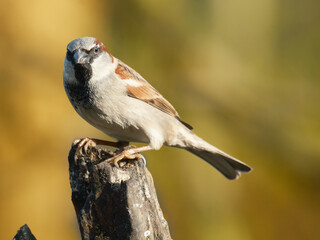 House sparrow - Huismus - Passer domesticus