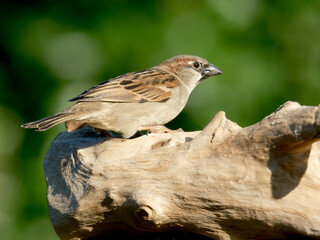 House sparrow - Huismus - Passer domesticus