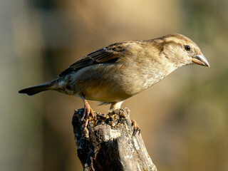 House sparrow - Huismus - Passer domesticus