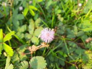 Mimosa pudica flower. Its other names  pudica, sensitive plant, sleepy plant, action plant, touch me not and shameplant.