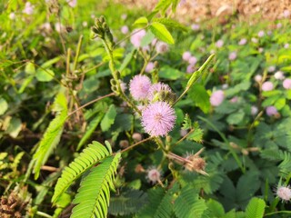 Mimosa pudica flower. Its other names  pudica, sensitive plant, sleepy plant, action plant, touch me not and shameplant.
