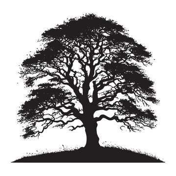 Enduring Strength: An Elm Tree Silhouette Embodying Resilience - Elm Tree Illustration - Elm Tree Vector
