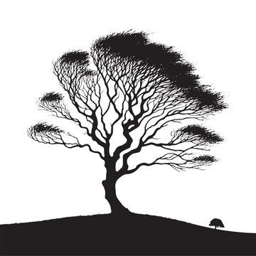 A Legacy of Shade: A Widespread Elm Tree Silhouette Offering Cooling Comfort - Illustration of Elm Tree - Vector of Elm Tree - Silhouette of Elm Tree
