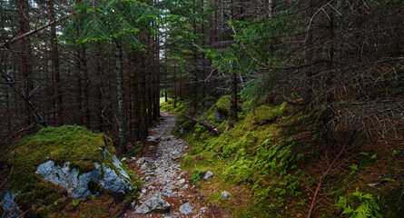 Mountainous path in the dark woods, Lofoten Islands, Northern Norway.