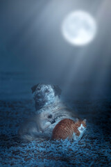 Friendship of cats and dogs. Animals warming up together on a cold winter day. Artistic wildlife....