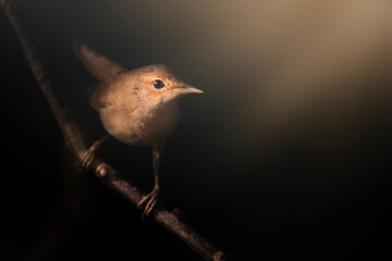 Nightingale. Bird photo captured with great light. Artistic wildlife. Dark background.