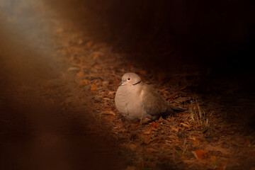 Dove. Bird photo captured with great light. Artistic wildlife. Dark background.