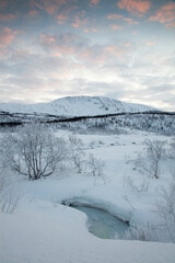 Frozen trees, in a valley that never sees the sun during the winter months, northern Norway