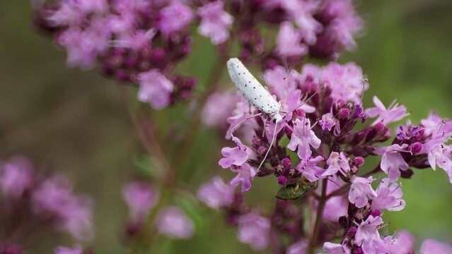 Hyponomeuta malinella moth