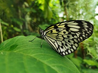 a beautiful black and white butterfly sitting on green leaf.