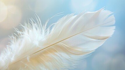 Close-up of a delicate white feather against a soft, blue background, highlighted by a gentle, diffused light.