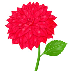 red dahlia flower