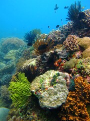 Colorful vivid tropical coral reef. Fish, sea lily and corals, marine life in the ocean. Underwater photography from scuba diving. Healthy reef and aquatic wildlife.