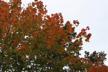 Il colore della natuta in autunno