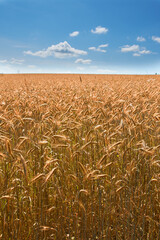 Wheat, field and blue sky in nature for agriculture, sustainable growth and grain harvest in countryside. Conservation, grass and natural landscape for ecology, environment and farmland in Denmark