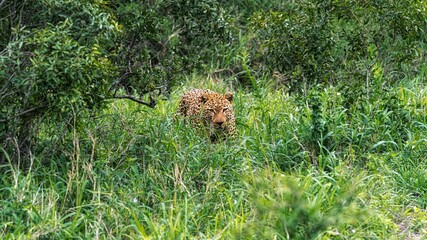 Leopard in der Savanne
