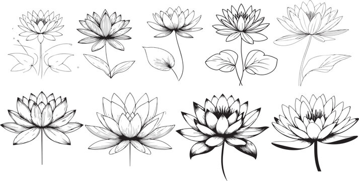 Set of Minimal water lily outline Flower silhouette. Beautiful and classy image of vector water lily flower.