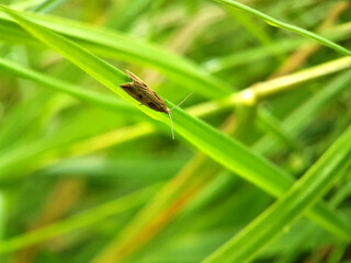 Macro moth on leaf