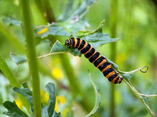 Caterpillar on flower