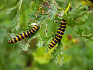 Caterpillar on flower