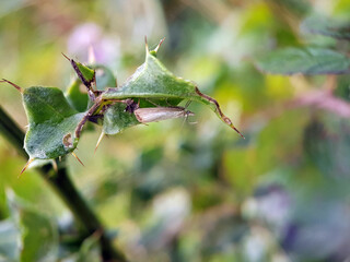 Macro moth on leaf
