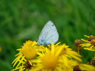 Blue butterfly on ragwort yellow flower