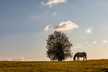 A Pony grazing & Tree In autumn on a pasture, Bidford-On-Avon, Warwickshire, England