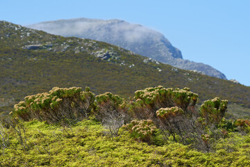 Mountain, blue sky and bush with natural landscape for travel location, outdoor adventure and environment. Nature, hill and rocks for calm morning, peace and holiday destination in Cape Town.