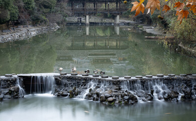 Ducks walk on the waterfall
