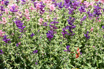 Obraz premium Sunny summer day. A fragment of the blossoming salvia with small pink and violet flowers.