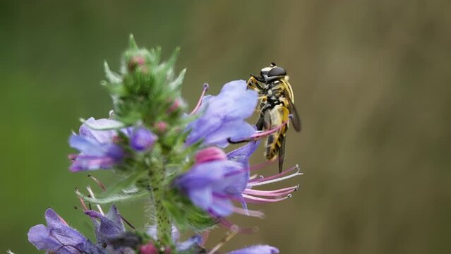 Syrphidae fly eats pollen oy blue flower