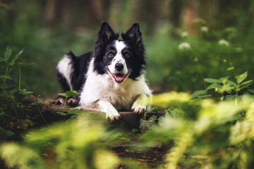 Border Collie standing