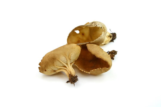 peziza sp. mushroom isolated on white