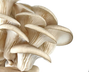 Oyster mushrooms isolated on a white background. Full clipping path. A beautiful bunch of mushrooms.