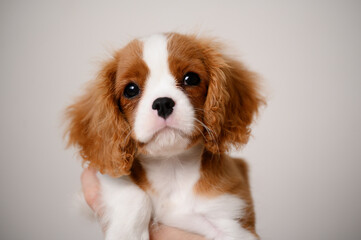 Cavalier King Charles Spaniel puppy in hands, close-up. Companion for the elderly, best friend for...