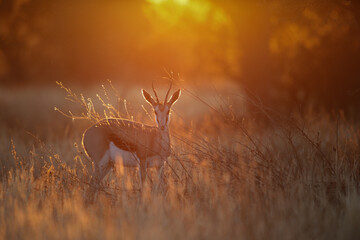 Springbok at dusk in the Kalahari Desert - obrazy, fototapety, plakaty